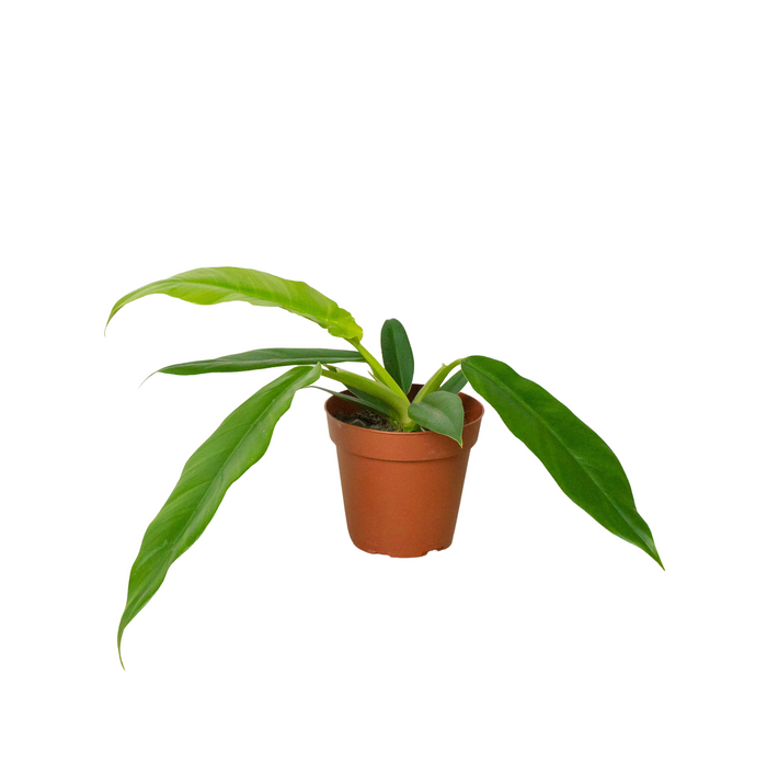 philodendron narrow escape Philodendron 'Narrow Escape' — The Gardeners' Choice