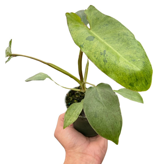 philodendron marina ruy barbosa Philodendron 'Paraiso Verde'