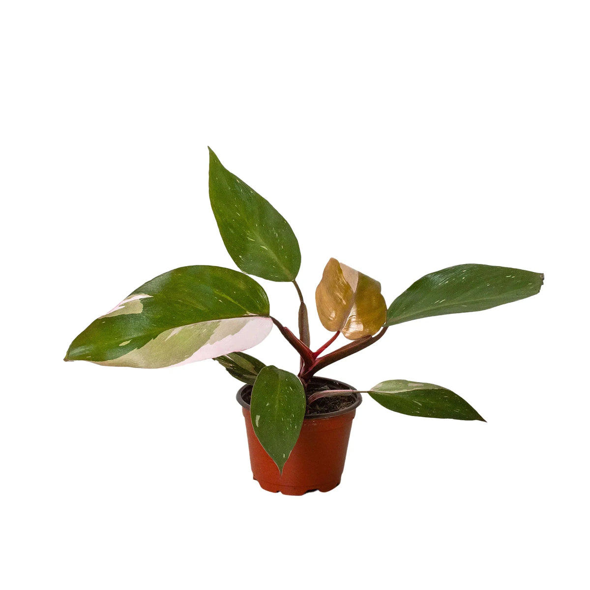 philodendron pink princess sale Philodendron 'Pink Princess' — The Gardeners' Choice