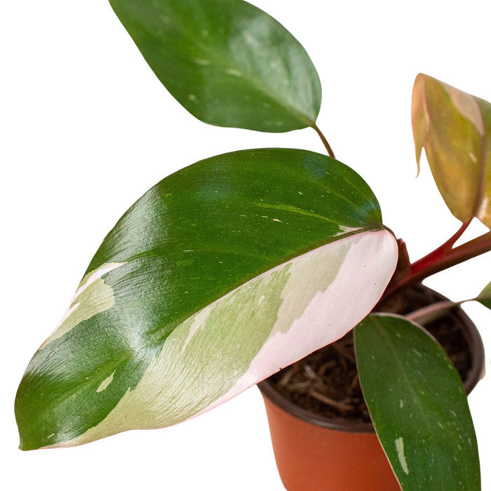 philodendron ' Philodendron 'Pink Princess'