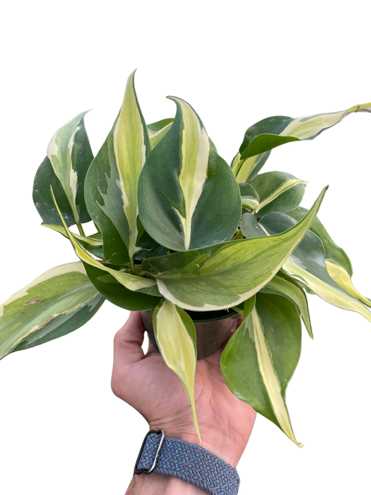 philodendron green stripe Philodendron 'Silver Stripe'
