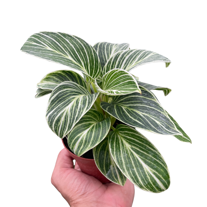 philodendron botanical name Philodendron White Measure