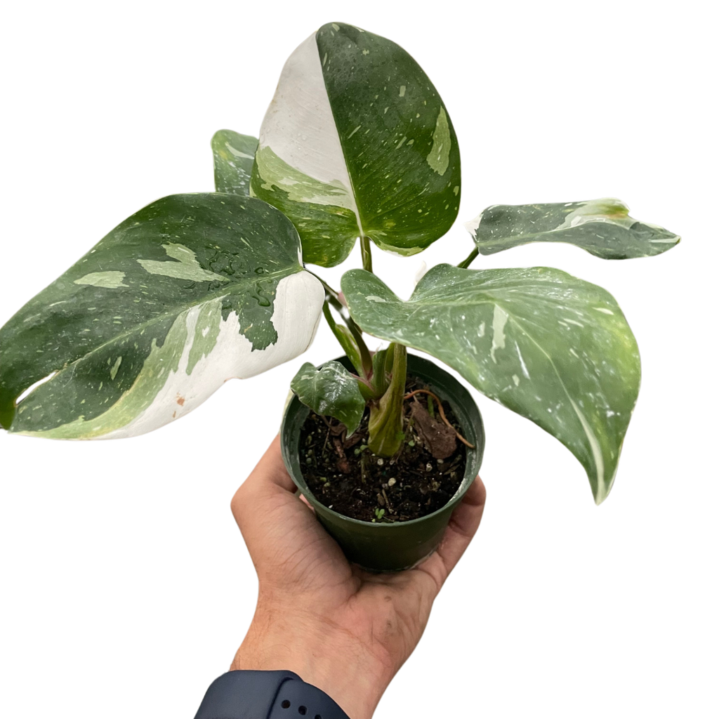 philodendron white princess price Wekiva Foliage Enchanting White Princess Philodendron-Live Starter Plant in a 4 in. Pot-Philodendron Erubescens White Princess