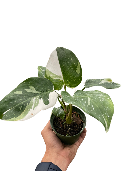 Philodendron 'White Princess'