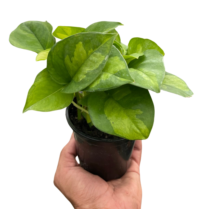 white and green pothos name Pothos 'Global Green'