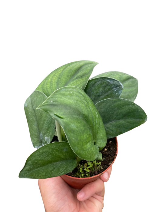 Pothos Jade Satin