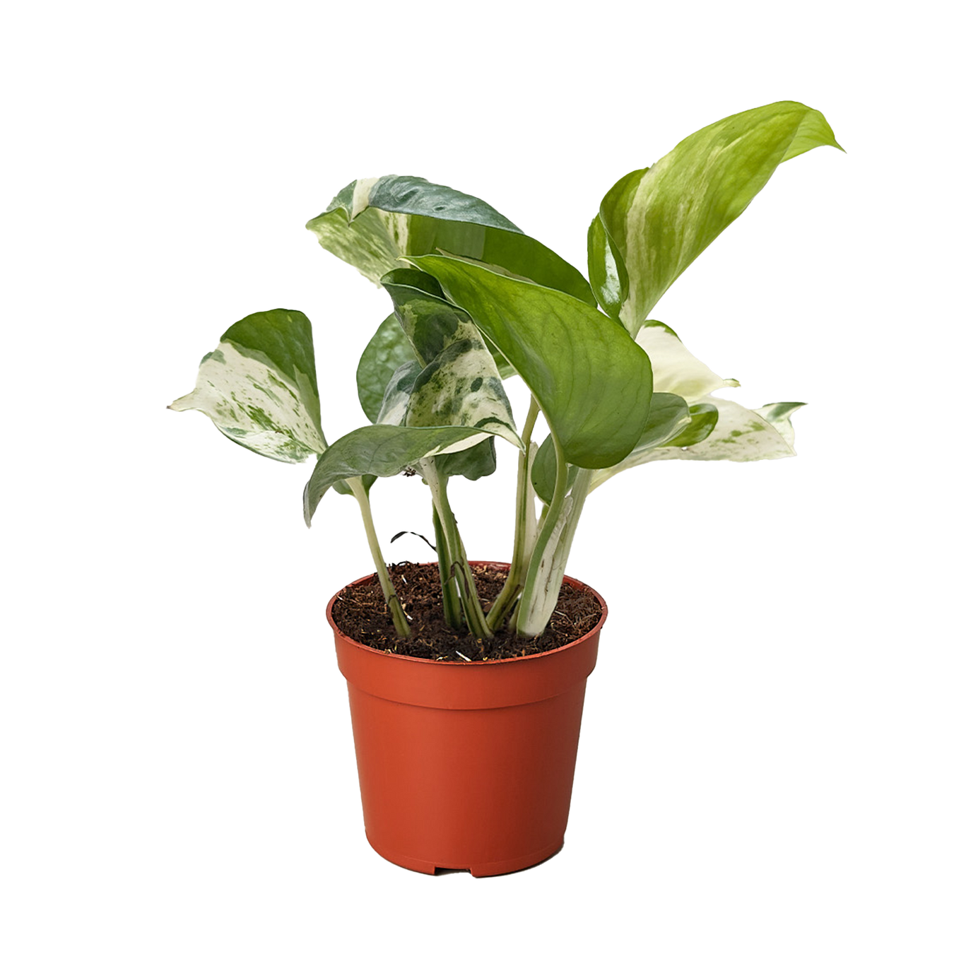 House Plants - Shipped to You