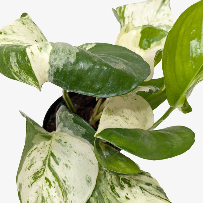 Pothos Manjula