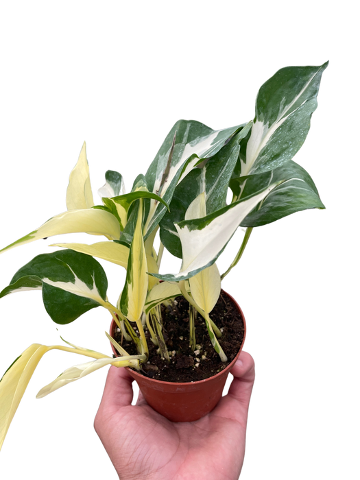 Pothos 'Mutant Manjula'