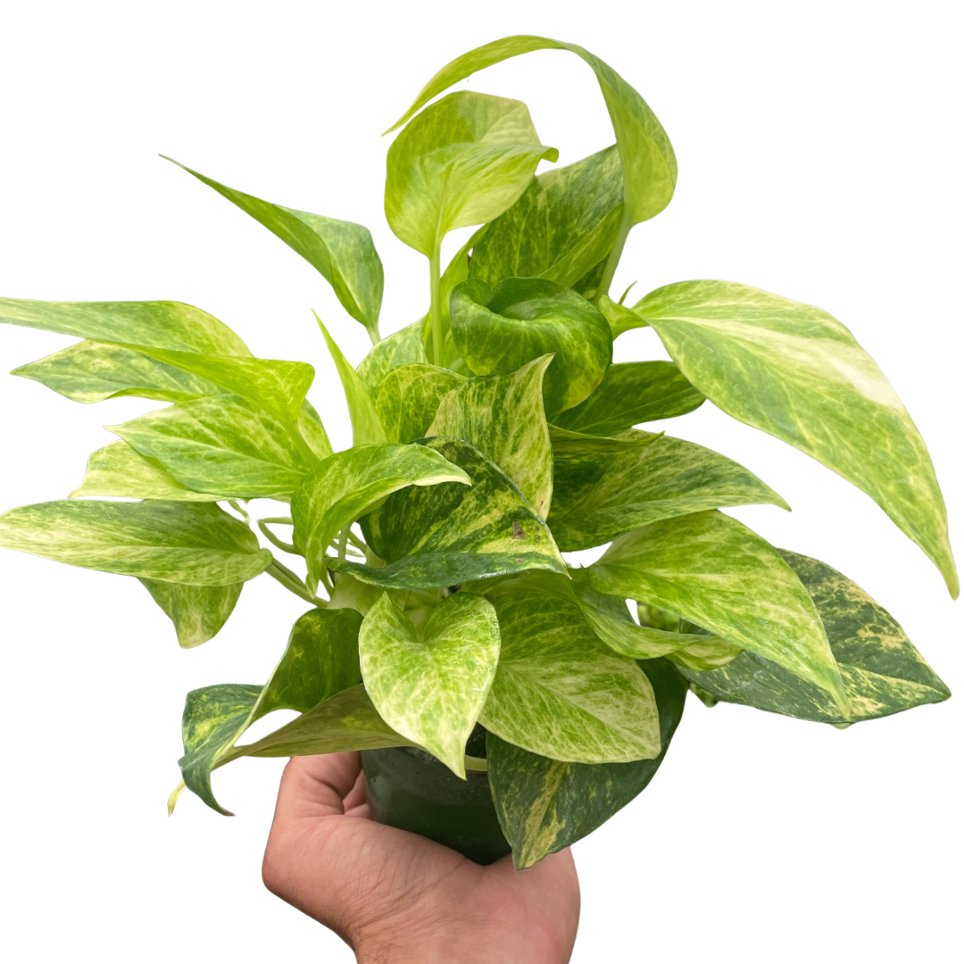neoplants pothos Pothos ‘Neon Queen’ Houseplant
