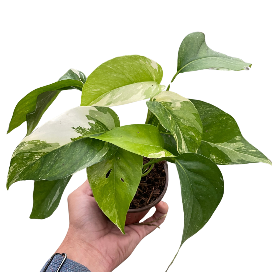 white pothos Pothos 'Albo Variegata' — The Gardeners' Choice