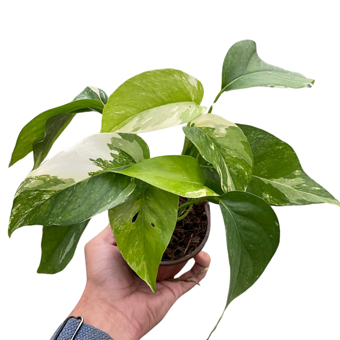 Pothos 'Albo Variegata'