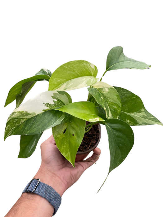 albino pothos Pothos 'Albo Variegata'