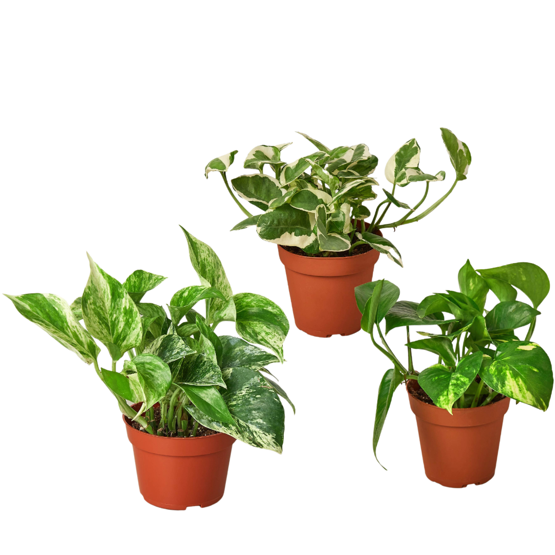 garden pothos plant 3 Pothos Variety Pack / 4" Pot / Live Plant / Home and Garden Plants