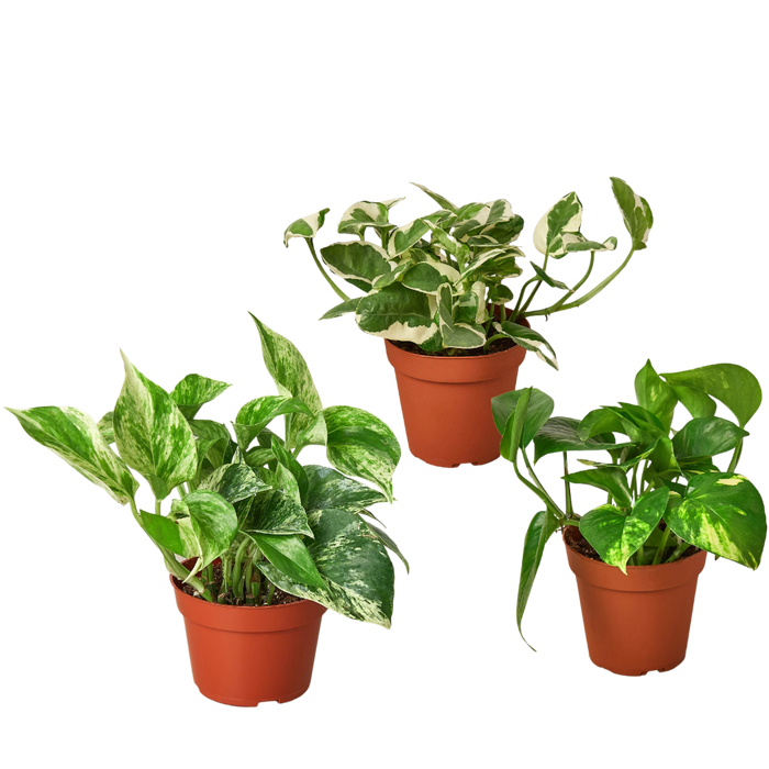 different pothos in one pot 3 Pothos Variety Pack / 4" Pot / Live Plant / Home and Garden Plants — The Gardeners' Choice