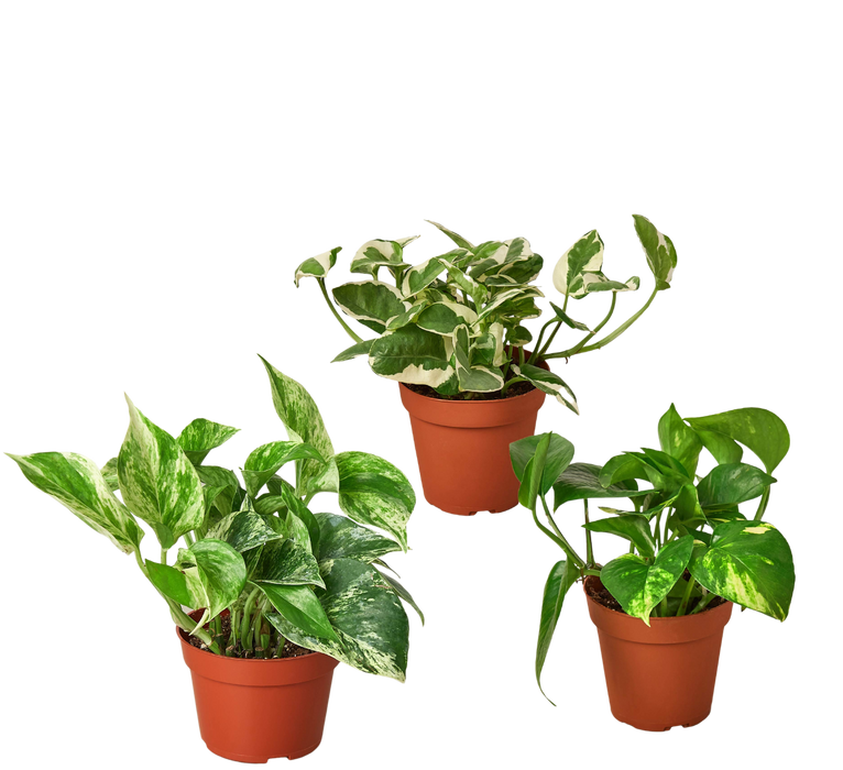 garden pothos 3 Pothos Variety Pack / 4" Pot / Live Plant / Home and Garden Plants