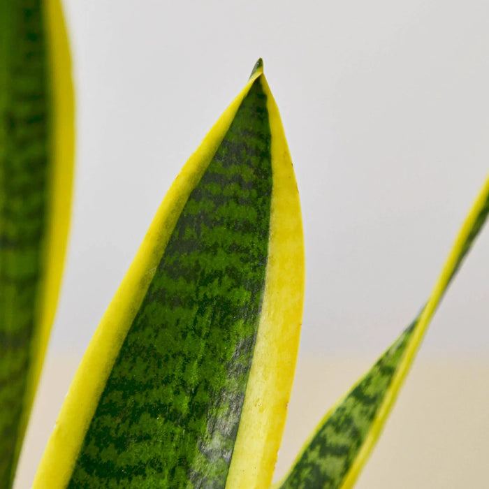 Snake Plant Laurentii