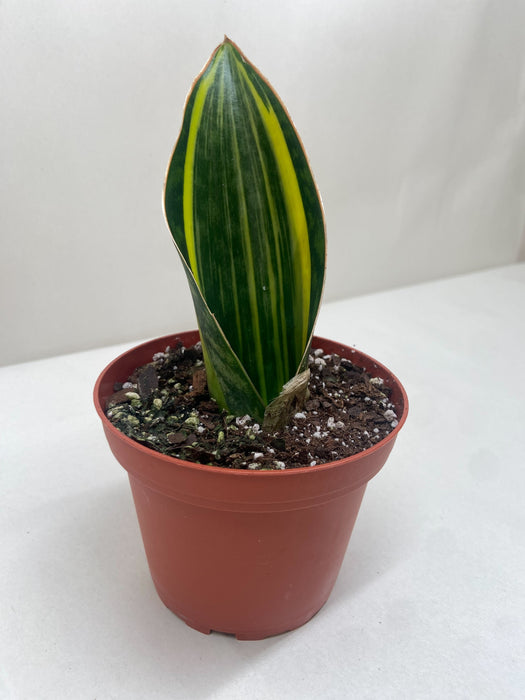 gitd snake plant Variegated Shark Fin Snake Plant