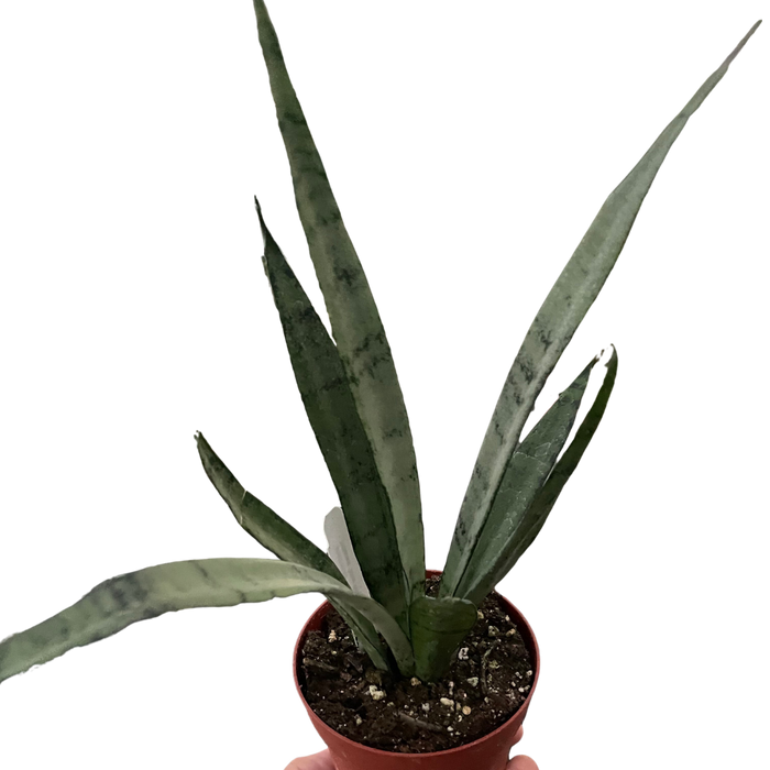 silver princess sansevieria Snake 'Silver Princess'