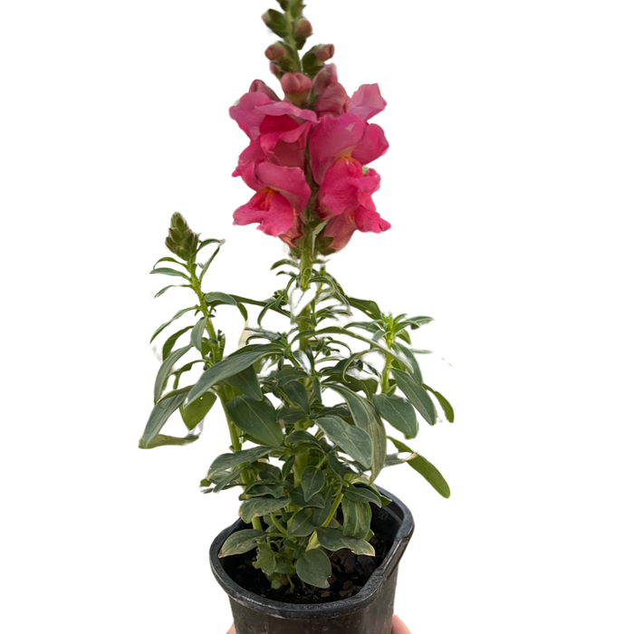 SnapDragon