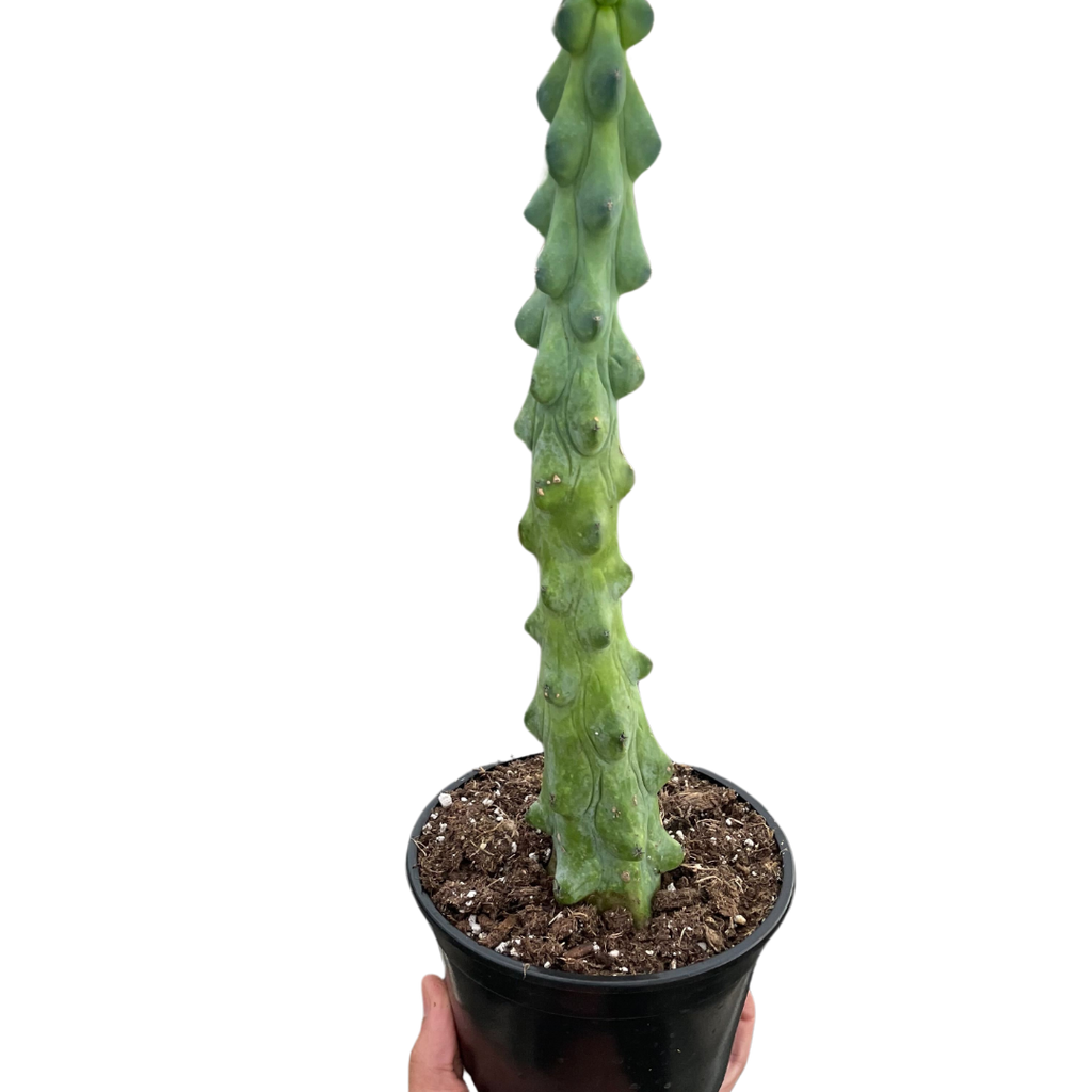 Boobie Cactus — The Gardeners' Choice