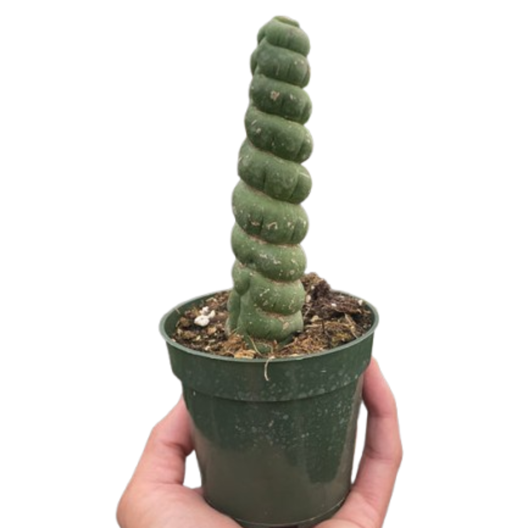 cactus 1539 Succulent Unicorn Cactus — The Gardeners' Choice