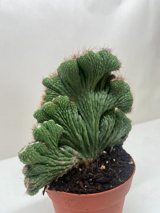 chorus succulent Succulent Cereus Coral Green — The Gardeners' Choice