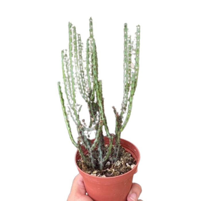 Succulent Euphorbia Aeruginosa