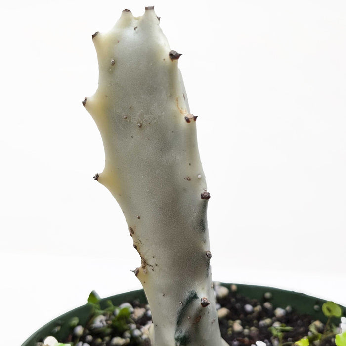 bones succulent Succulent Euphorbia Dragon Bone