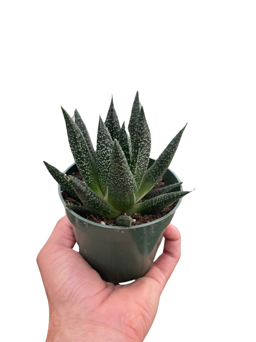 Succulent Gasteria Durban