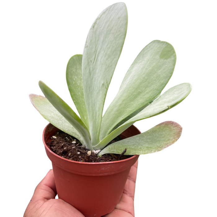 Succulent Kalanchoe 'Flap Jack'