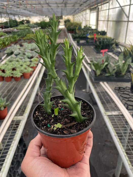 Starfish Cactus (Stapelia orbea variegata)