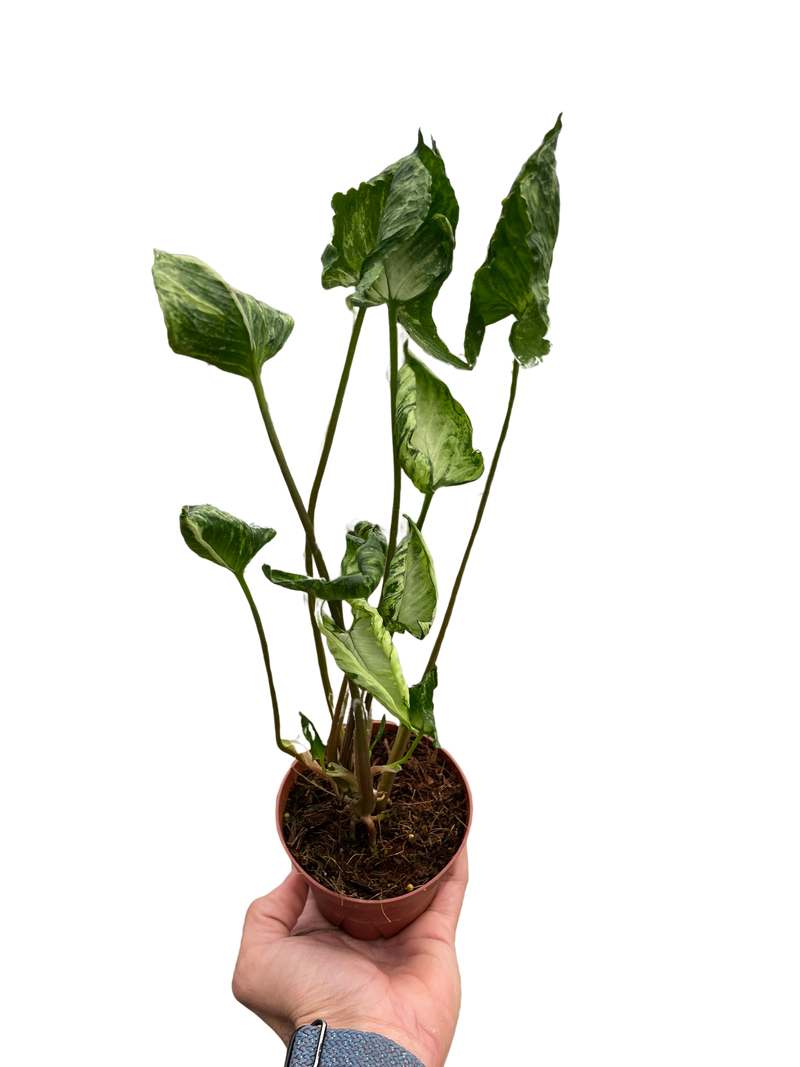 Syngonium 'Godzilla'