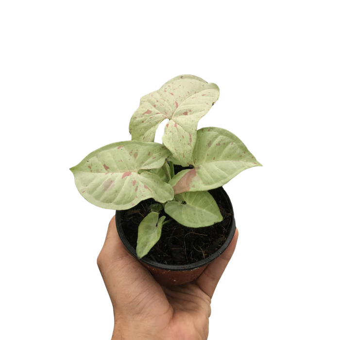 is syngonium a philodendron Syngonium 'Milk Confetti'