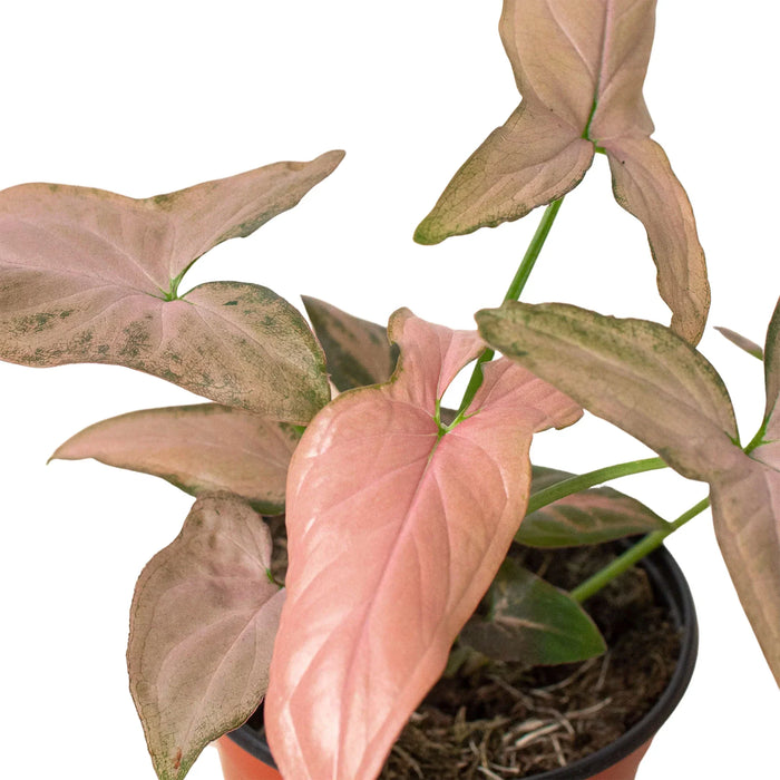 Syngonium 'Pink Splash' - 4" Pot