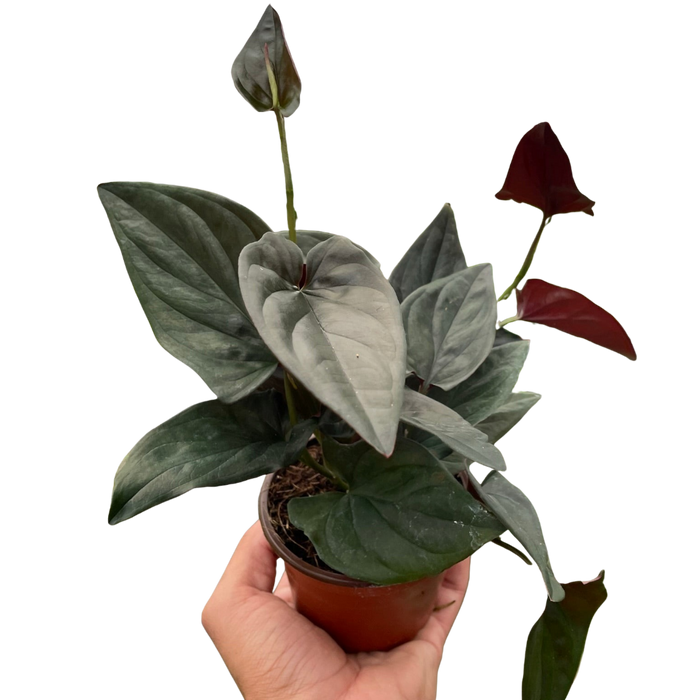 Syngonium 'Red Arrow'