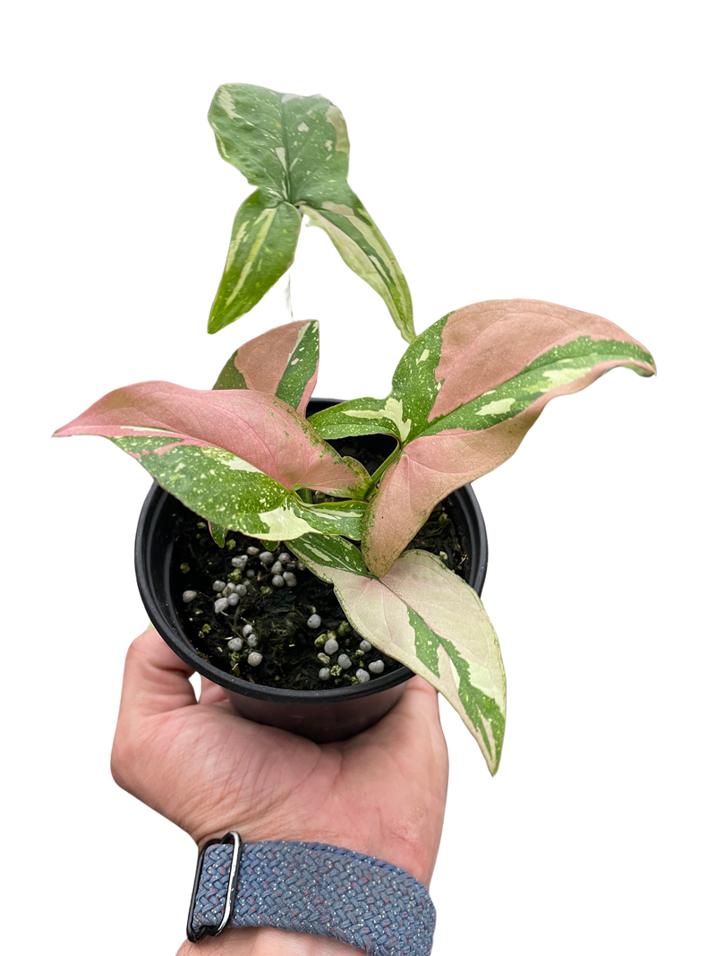 Syngonium 'Tricolor'