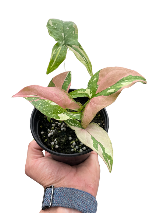Syngonium 'Tricolor'