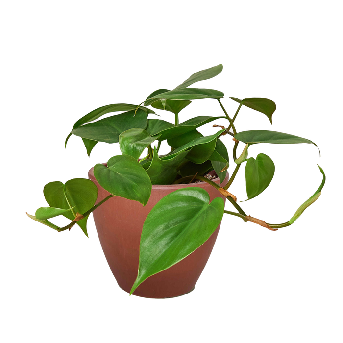 buy heartleaf philodendron Philodendron Cordatum Heartleaf — The Gardeners' Choice