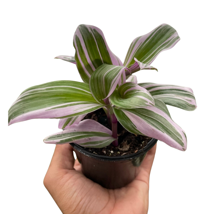 Tradescantia 'Nanouk'