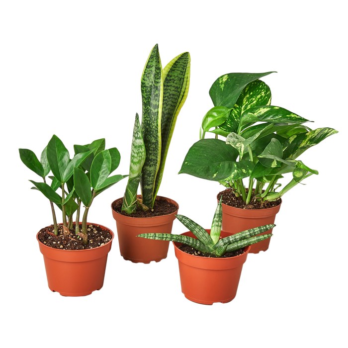 house plant bundle Easy Care Variety Bundle — The Gardeners' Choice