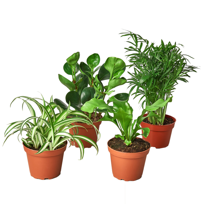 indoor plant bundle Pet Friendly Variety Bundle — The Gardeners' Choice