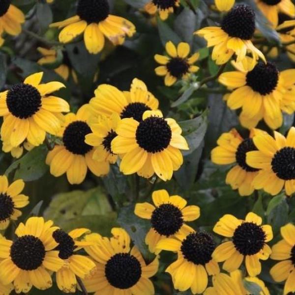 Rudbeckia triloba 'Blackjack Gold'  - Blackjack Gold Coneflower - Shipped