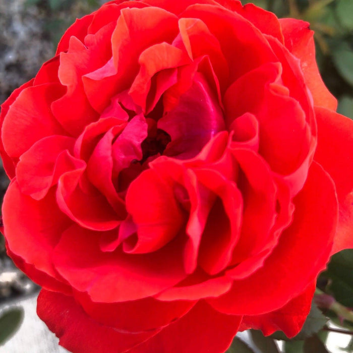 Rosa 'LIM10'  - True Bloom™ True Passion™ Rose - Shipped