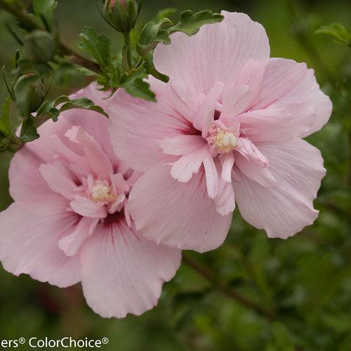 Pink Chiffon® Rose of Sharon - Shipped