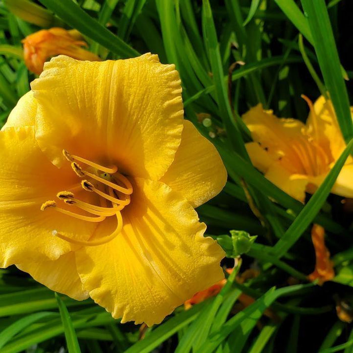 Hemerocallis 'Apricot Sparkles'  - Apricot Sparkles Daylily - Shipped