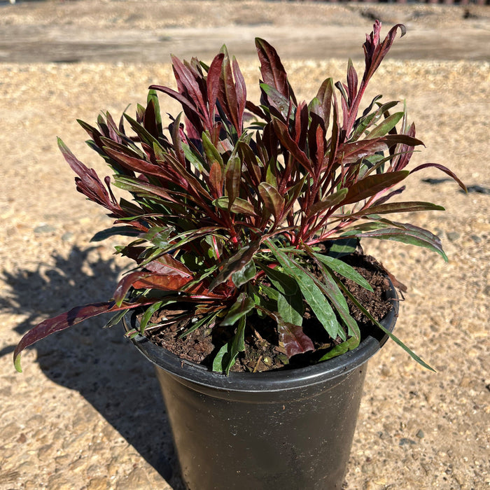 Gaura lindheimeri 'Kleau 04263'  - Belleza™ Dark Pink Gaura - Shipped