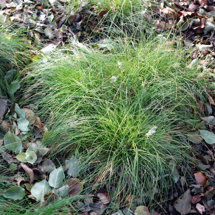 Carex appalachica  - Appalachian Sedge - Shipped