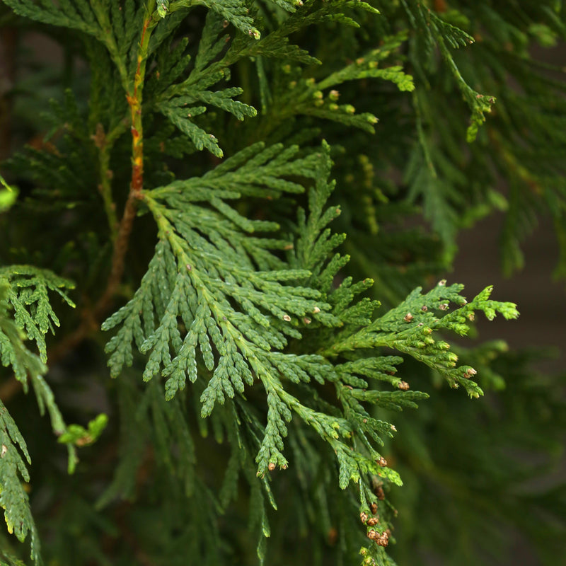 Green Giant Arborvitae - Shipped