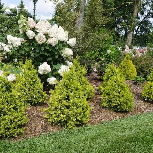Soft Serve® Gold False Cypress - Shipped